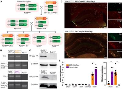 Differential expression of GABAA receptor subunits δ and α6 mediates tonic inhibition in parvalbumin and somatostatin interneurons in the mouse hippocampus